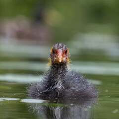 Coot chick swimming in ditch