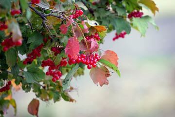 Viburnum bush with red berries and colorful autumn leaves
