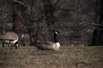 canada goose on a lawn
