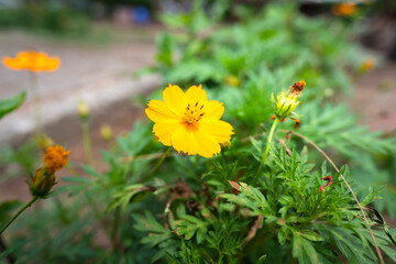 Yellow cosmos or sulphureus flower in the nature environment. Close-up photo at the flower's pollen.