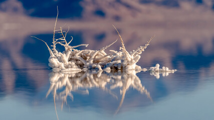 Panorama Salt crystals formed around twigs in saline water