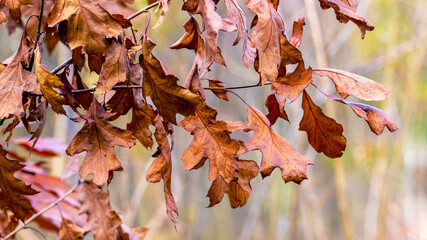 Oak branch with dry brown leaves on a blurred background