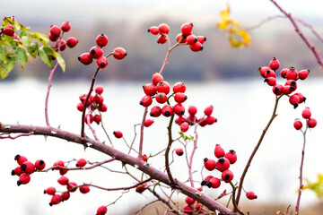 Rose bush with red berries on a background of the river