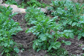 Young and healthy potato plants growing in the garden. Rustic edge of potato bed made from stones. Garden in the Highlands.