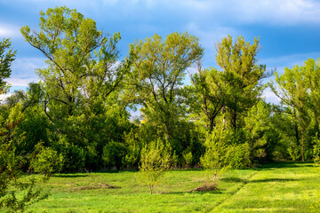 Fototapeta na wymiar Panoramic view wetlands wooded meadows of Lawice Kielpinskie natural reserve at the Vistula river near Lomianki town north of Warsaw in central Mazovia region of Poland