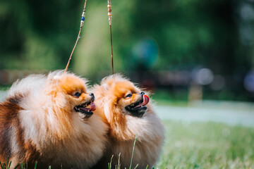 Two pomeranian dogs posing outside. Small pomeranian in dog show.