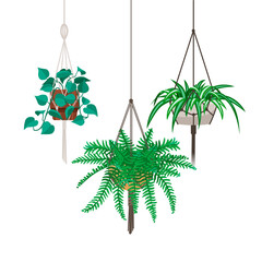 Vector set of decorative hanging houseplants isolated on white background. Bundle of trendy macrame hangers for plants growing in pots