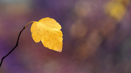 Yellow autumn leaf on a dark blurred background