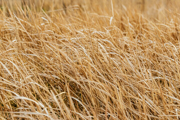 Texture of dry grass. Field with dry grass
