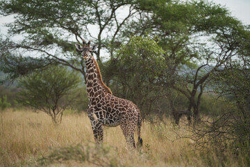 Giraffe Africa Giraffa Safari Big Five Africa