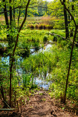 Spring landscape with forest pond in Czarna River nature reserve with wood thicket and grassy wild shores near Piaseczno town in Mazovia region of Poland