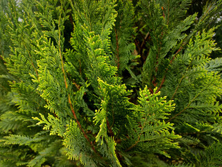 background of green fir branches