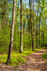Spring landscape of mixed European forest thicket in Czarna River nature reserve near Piaseczno town in Mazovia region of Poland