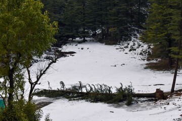snow covered trees