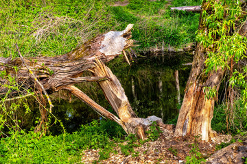 Wood trunks cut by wild Eurasian beaver - latin Castor fiber - in Czarna River nature reserve and protected area near Piaseczno town in Mazovia region of Poland