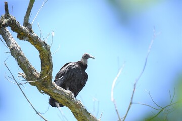 black vulture on a branch