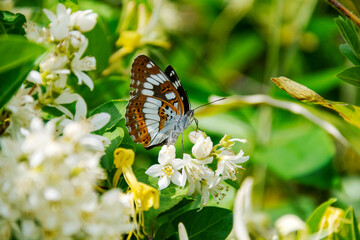 Neptis pryeri. It is called 