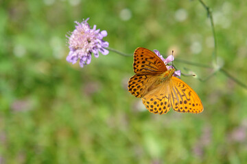 A close up of male of Argynnis paphia (silver-washed fritillary butterfly) on a pale purple flower of field scabious, top view. Deep orange butterfly with black spots on the upperside of wings