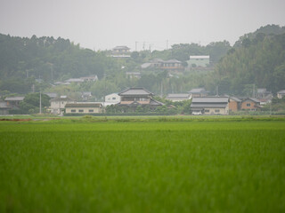 Fototapeta premium rural landscape with houses in the background