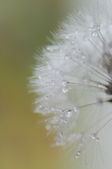Seeds dandelion mirror reflection. Dark background dandelions in the drops dew with a beautiful golden bokeh. Water droplets sparkle on the seeds of dandelions with the reflection in the mirror