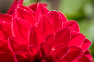 Close up of Red Dahlia Flower Petals