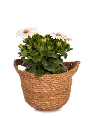 Side view of white Spanish Daisy in brown natural pot,  isolated on white background