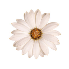 Top view of white single Spanish Daisy flower,  isolated on white background