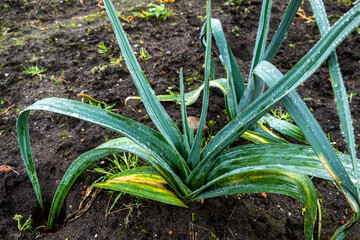 Obraz premium Close up of leek plant in the rain (Allium ampeloprasum) 