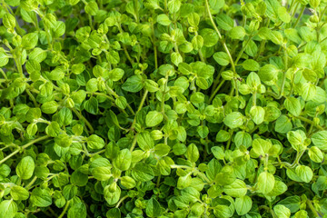 Close up of oregano growing (Oreganum vulgare)
