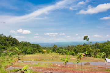Fototapeta na wymiar rice fields under beautiful blue sky, in Sukabumi, West Java, Indonesia