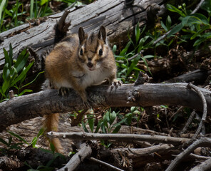 Closeup of isolated Chipmunk perched on tree branch in the woods