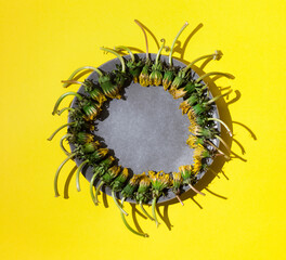 Top view of grey plate with dandelion flowers on bright yellow background
