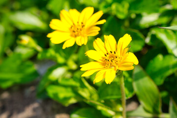 yellow chrysanthemum flower, in Sukabumi, West Java, Indonesia