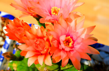 Gorgeous cactus flowers, beautiful flowers, summer