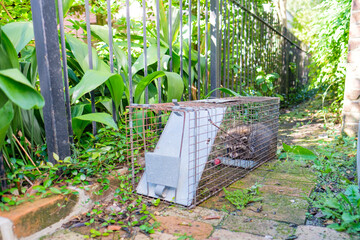 Trapped raccoon in uptown neighborhood of New Orleans, Louisiana, USA