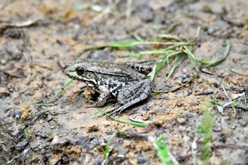 frog on the ground next to a swamp