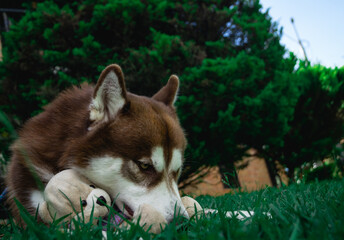A husky hugging his stuffed animal © camilo