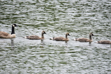 fledgling Canadian geese with parents on the lake