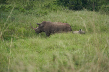 Rhino Baby and Mother- Rhinoceros with Bird Black rhinoceroshook-lipped rhinoceros Diceros bicornis