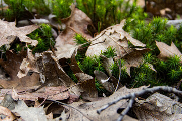 Moss and Leaves