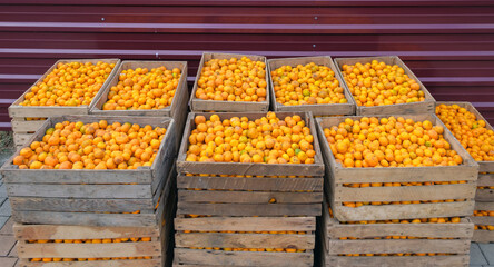 Bunch of mandarins fruits in the wooden boxes behind red metal fence