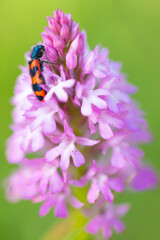 Orquídea piramidal (Anacamptis pyramidalis)