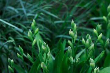 The green buds of iris were shot close-up on a background of blurred grass. The photo of the home garden was made for your summer design.