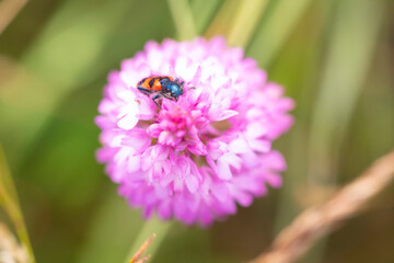 Orquídea piramidal (Anacamptis pyramidalis)
