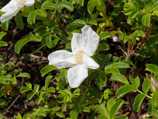 Rosa majalis - Rosier de mai ou rosier cannelle à tiges épineuses à floraison simple et blanche, au feuillage denté vert foncé sur tiges brunâtre épineuse