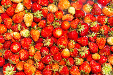 Freshly picked organic farm grown strawberries bathed in water background