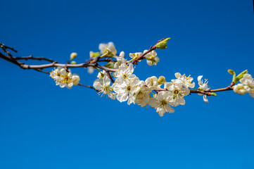 Apple tree flowers. Spring flowers on a natural background
