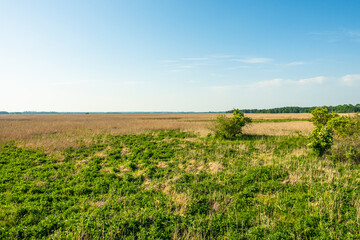 Narew Podlasie Podlaskie Narwiański Park Narodowy  Łąka trawa trzcina przyroda