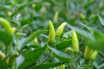 Red chili and green chili peppers on the tree in garden. Thai chilli tree agriculteral in organic farm in Thailand.