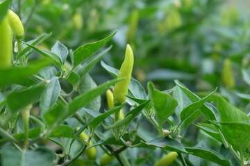Red chili and green chili peppers on the tree in garden. Thai chilli tree agriculteral in organic farm in Thailand.